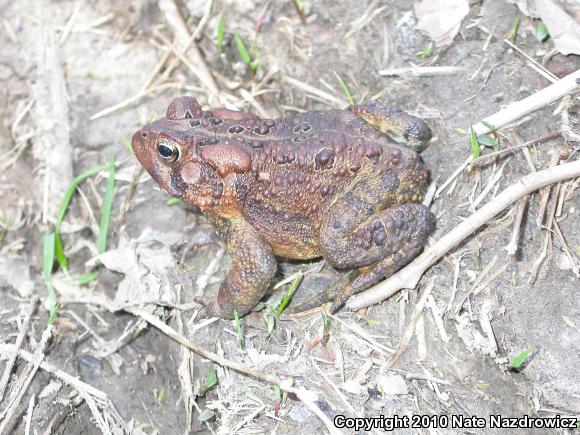 Eastern American Toad (Anaxyrus americanus americanus)