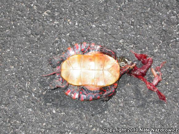 Eastern Painted Turtle (Chrysemys picta picta)