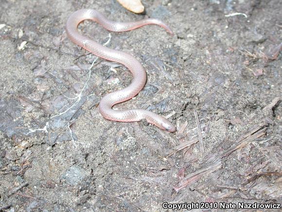 Eastern Wormsnake (Carphophis amoenus amoenus)