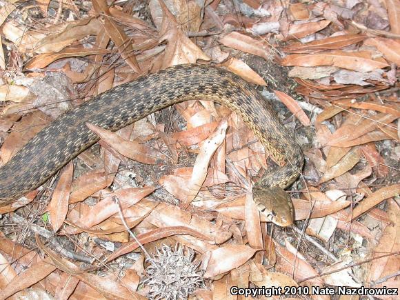 Eastern Gartersnake (Thamnophis sirtalis sirtalis)