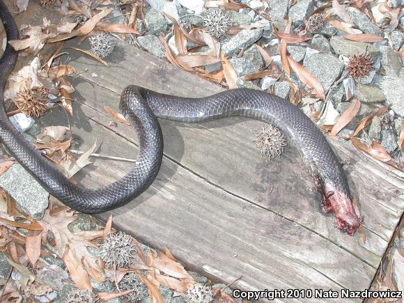 Black Ratsnake (Pantherophis obsoletus)