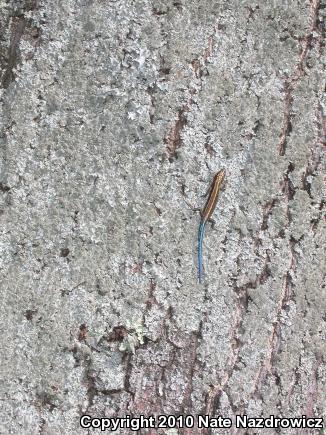 Five-lined Skink (Plestiodon fasciatus)