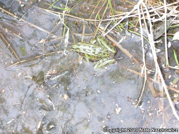 Southern Leopard Frog (Lithobates sphenocephalus utricularius)