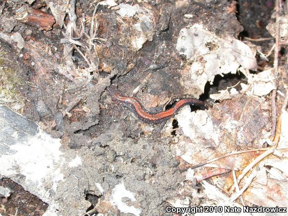 Eastern Red-backed Salamander (Plethodon cinereus)