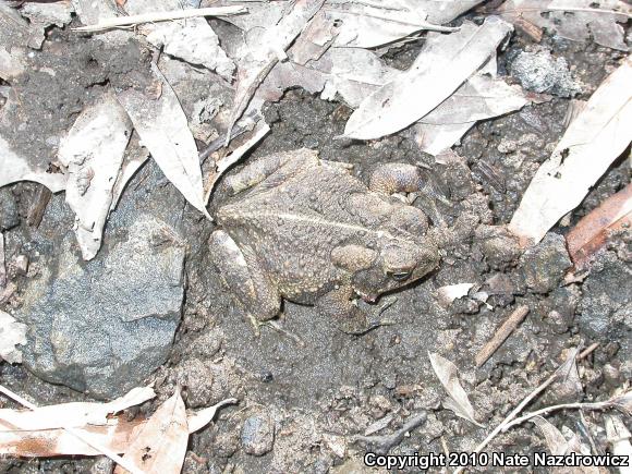 Fowler's Toad (Anaxyrus fowleri)