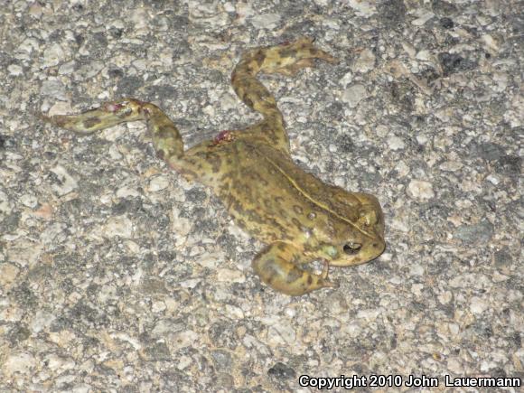 Southern California Toad (Anaxyrus boreas halophilus)