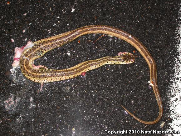 Eastern Gartersnake (Thamnophis sirtalis sirtalis)