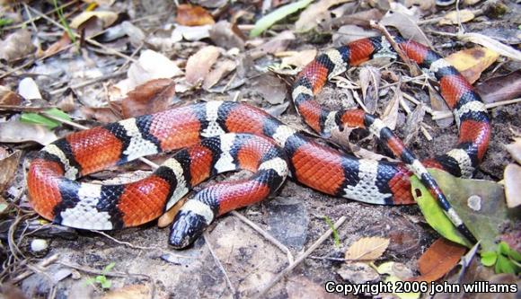 Louisiana Milksnake (Lampropeltis triangulum amaura)