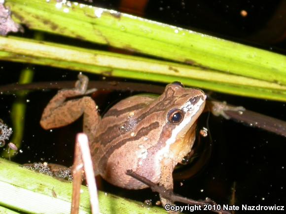 New Jersey Chorus Frog (Pseudacris kalmi)