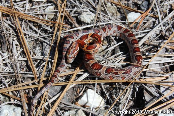 Corn Snake (Pantherophis guttatus guttatus)