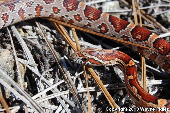 Corn Snake (Pantherophis guttatus guttatus)