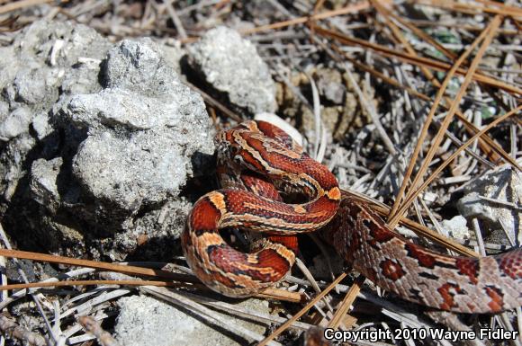 Corn Snake (Pantherophis guttatus guttatus)