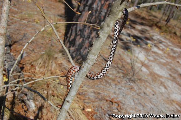 Corn Snake (Pantherophis guttatus guttatus)