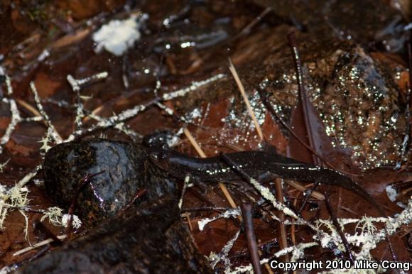 Dwarf Black-bellied Salamander (Desmognathus folkertsi)