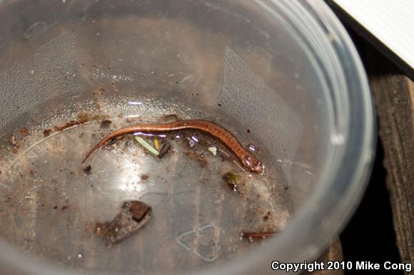 Seepage Salamander (Desmognathus aeneus)