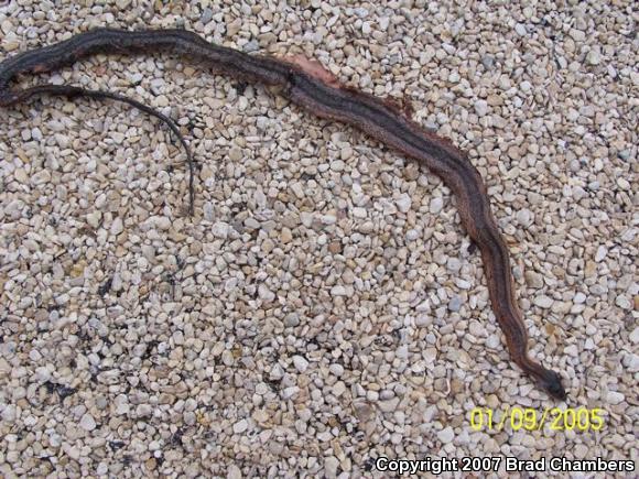 Baird's Ratsnake (Pantherophis bairdi)