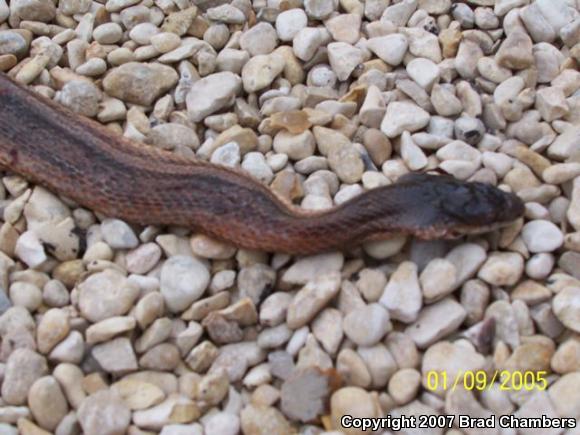 Baird's Ratsnake (Pantherophis bairdi)