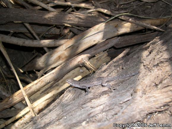 Black-tailed Brush Lizard (Urosaurus nigricaudus)