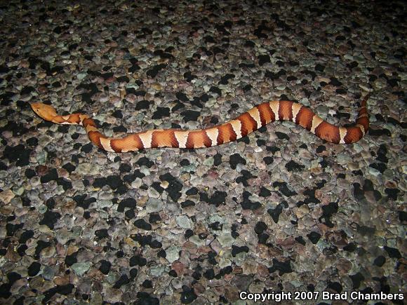 Trans-Pecos Copperhead (Agkistrodon contortrix pictigaster)