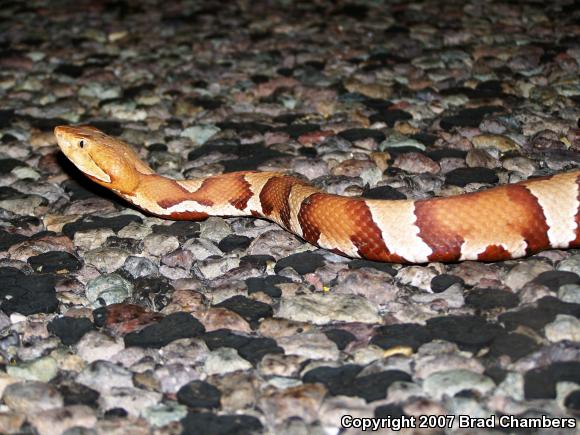 Trans-Pecos Copperhead (Agkistrodon contortrix pictigaster)