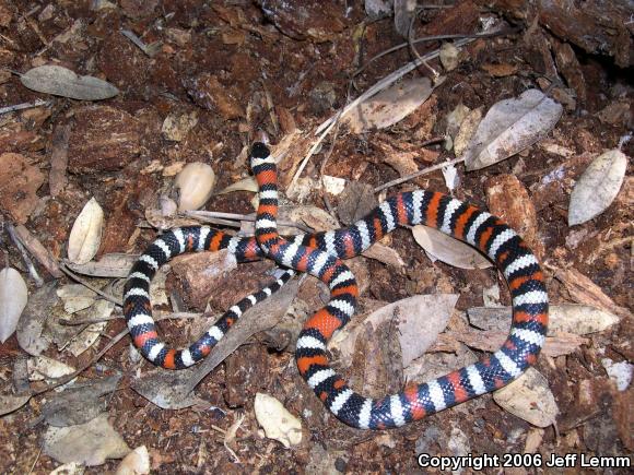 San Diego Mountain Kingsnake (Lampropeltis zonata pulchra)