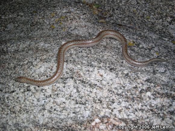 Coastal Rosy Boa (Lichanura trivirgata roseofusca)