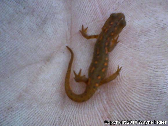 Broken-striped Newt (Notophthalmus viridescens dorsalis)