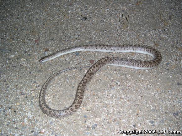 Desert Glossy Snake (Arizona elegans eburnata)