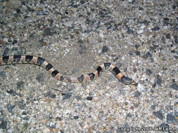 Western Long-nosed Snake (Rhinocheilus lecontei)