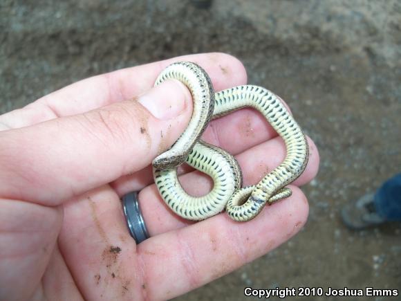 Lined Snake (Tropidoclonion lineatum)