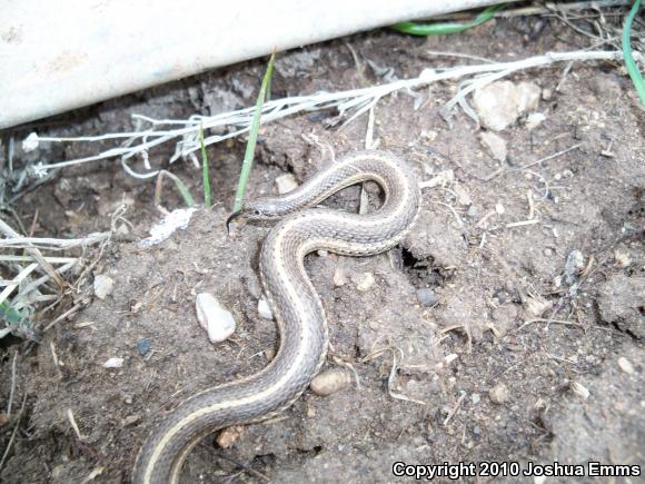 Lined Snake (Tropidoclonion lineatum)