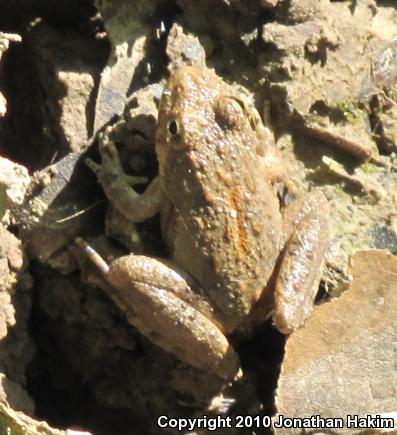 Northern Cricket Frog (Acris crepitans)