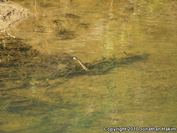Northern Watersnake (Nerodia sipedon sipedon)