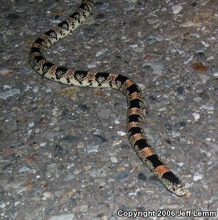 Western Long-nosed Snake (Rhinocheilus lecontei)