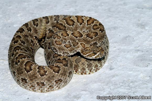 Prairie Rattlesnake (Crotalus viridis viridis)