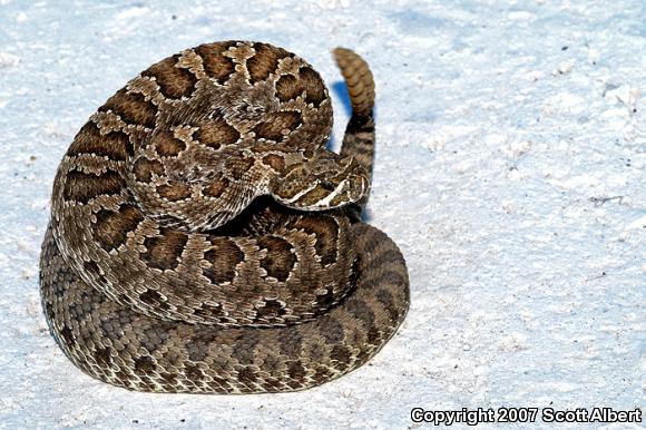 Prairie Rattlesnake (Crotalus viridis viridis)