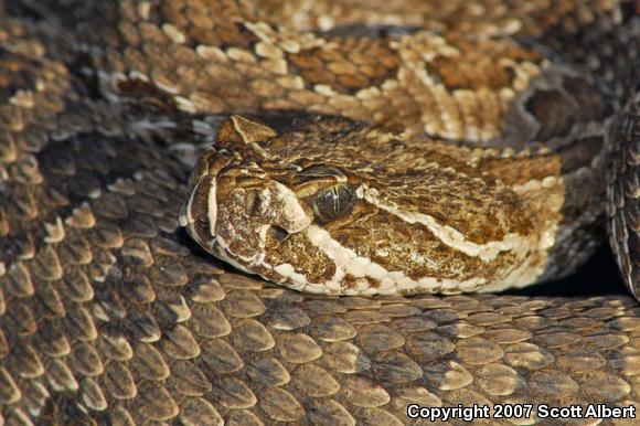 Prairie Rattlesnake (Crotalus viridis viridis)