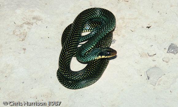 Northern Speckled Racer (Drymobius margaritiferus margaritiferus)