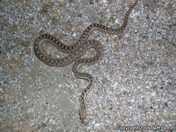 San Diego Gopher Snake (Pituophis catenifer annectens)