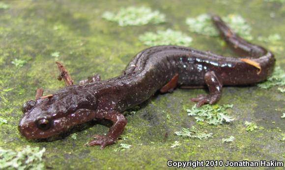 Western Red-backed Salamander (Plethodon vehiculum)