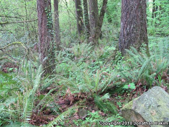 Western Red-backed Salamander (Plethodon vehiculum)