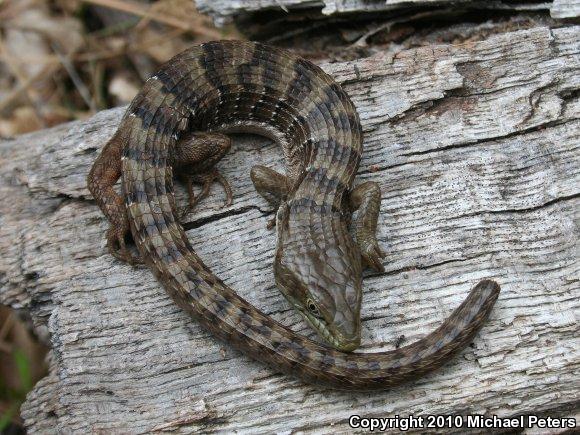 Oregon Alligator Lizard (Elgaria multicarinata scincicauda)