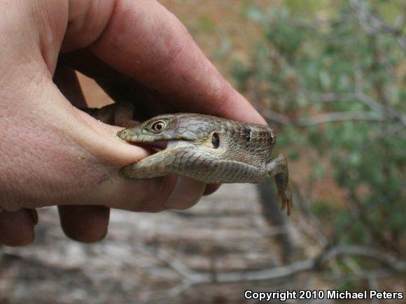 Oregon Alligator Lizard (Elgaria multicarinata scincicauda)