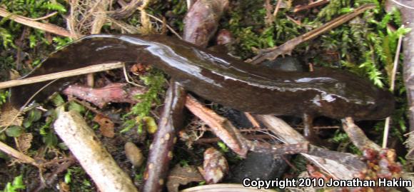 Cope's Giant Salamander (Dicamptodon copei)