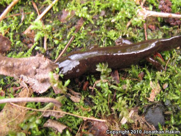 Cope's Giant Salamander (Dicamptodon copei)