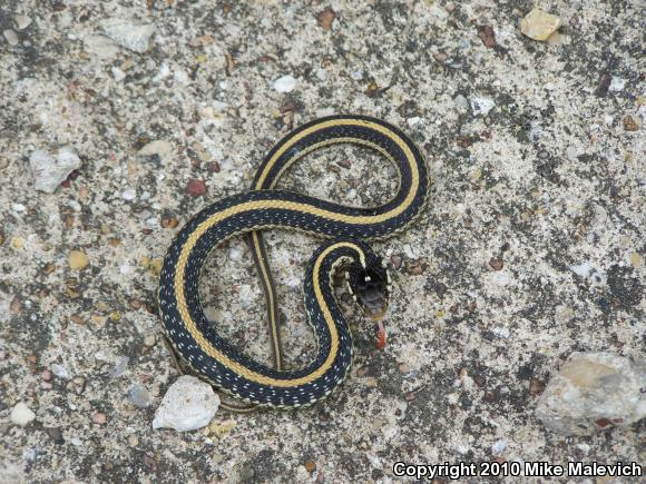 Texas Gartersnake (Thamnophis sirtalis annectens)