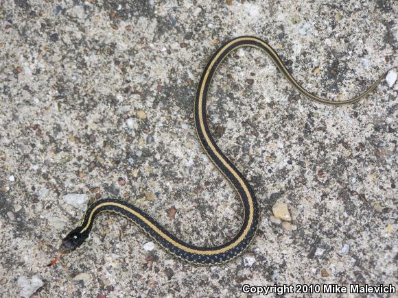 Texas Gartersnake (Thamnophis sirtalis annectens)