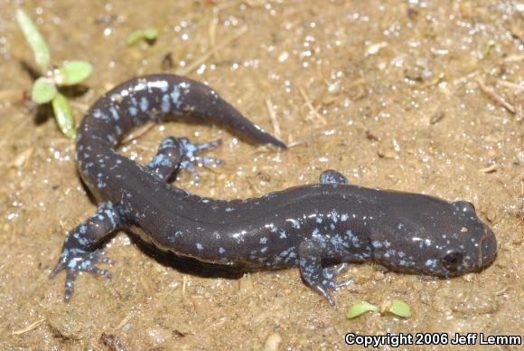 Mole Salamanders (Ambystoma)