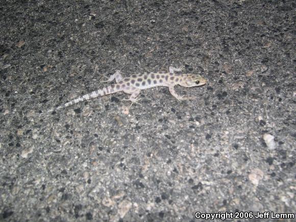 Granite Night Lizard (Xantusia henshawi)