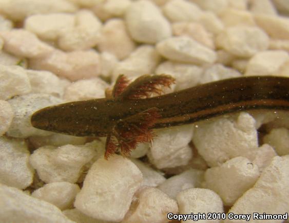 Slender Dwarf Siren (Pseudobranchus striatus spheniscus)